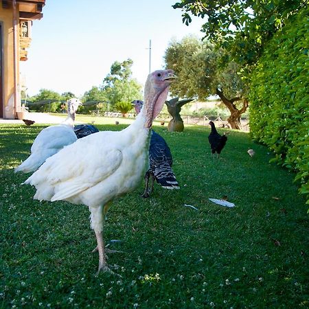 Villa Agriturismo Il Sesto Senso Ladispoli Exterior foto