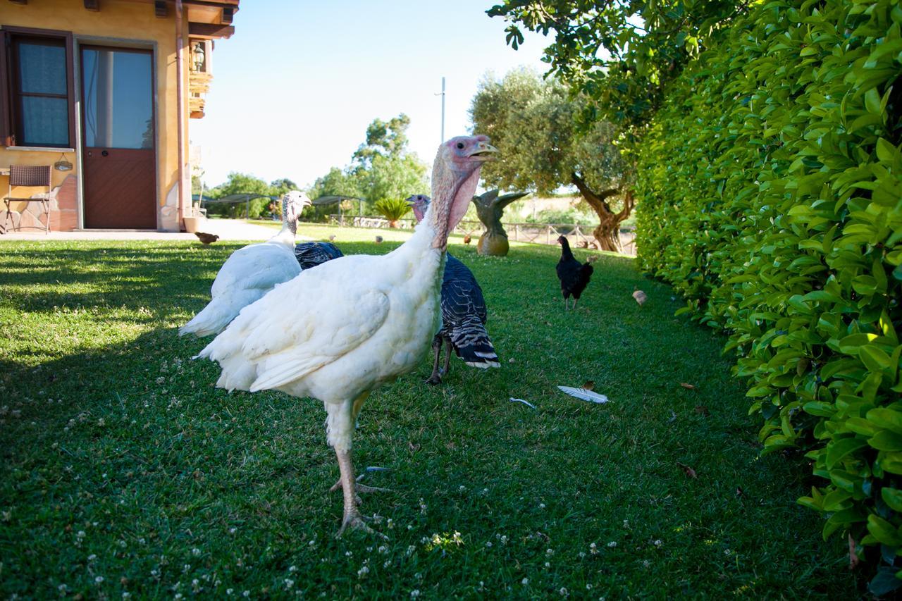 Villa Agriturismo Il Sesto Senso Ladispoli Exterior foto